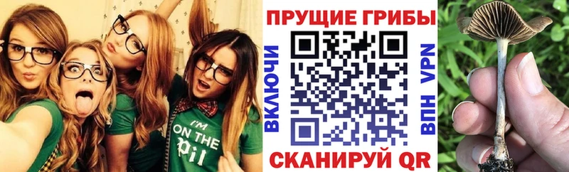 Псилоцибиновые грибы GOLDEN TEACHER  площадка состав  Тюмень 